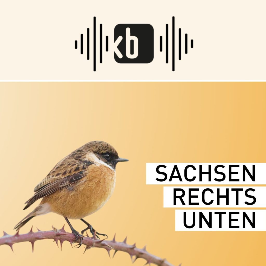 Banner Kulturbüro Sachsen Podcast | "Sachsen Rechts unten" Motiv: kleiner Vogel auf stacheligem Ast