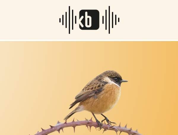 Banner Kulturbüro Sachsen Podcast "Sachsen rechts unten" Motiv: kleiner Vogel auf stacheligem Ast
