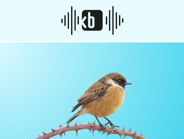 Banner Kulturbüro Sachsen Podcast "Sachsen rechts unten" - Folge #3 Motiv: kleiner Vogel auf stacheligem Ast