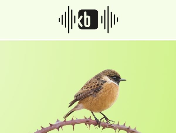 Banner Kulturbüro Sachsen Podcast "Sachsen rechts unten" - Folge #2 Motiv: kleiner Vogel auf stacheligem Ast